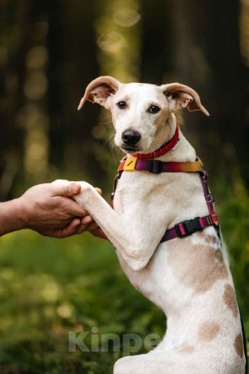 Собаки в Москве: Метис уиппета Латифа в добрые руки Девочка, 1 руб. - фото 6