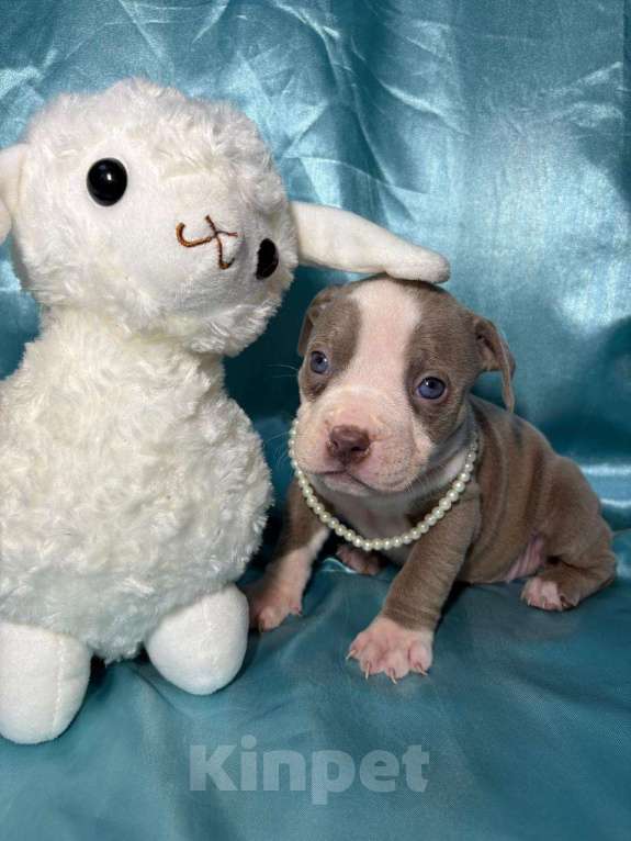 Собаки в Москве: Американский булли щенок Девочка, 100 000 руб. - фото 2