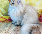 Кошки в Санкт-Петербурге: Котик в шикарной золотой шубе Мальчик, 50 000 руб. - фото 3