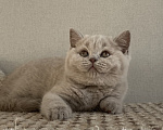 Кошки в Красноярске: Британская девочка Дана Девочка, 35 000 руб. - фото 2