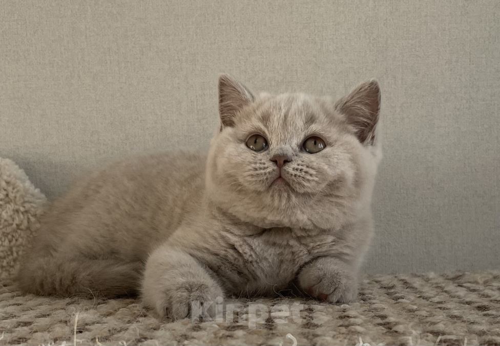Кошки в Красноярске: Британская девочка Дана Девочка, 35 000 руб. - фото 2
