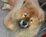 Собаки в Сочи: Щенок чау-чау  Мальчик, 50 000 руб. - фото 2