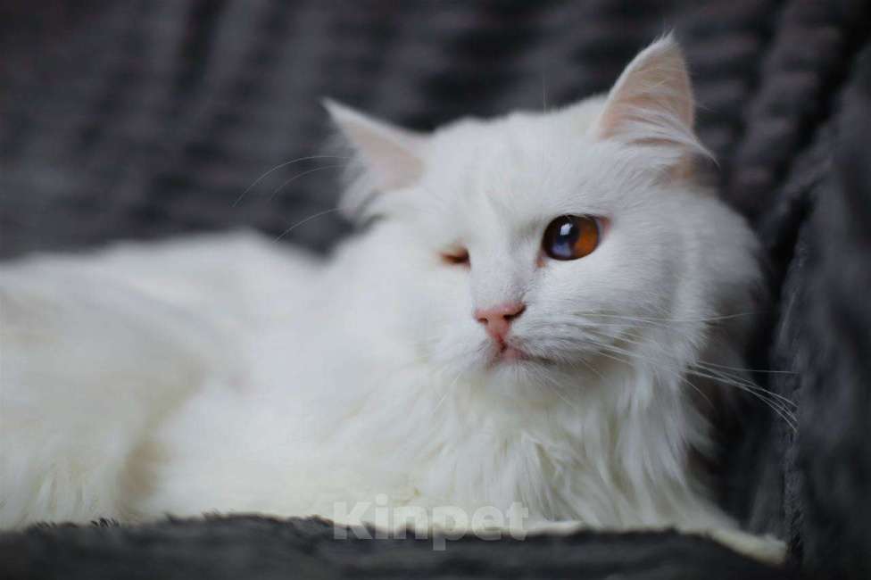 Кошки в Балашихе: Сапфир Мальчик, Бесплатно - фото 6