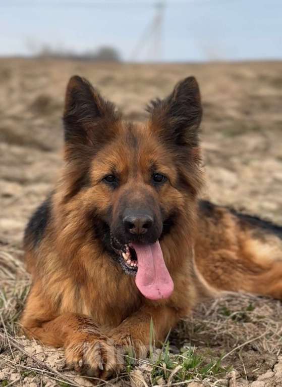 Собаки в Новосибирске: Подрощенная чёрная овчарка Девочка, 25 000 руб. - фото 8