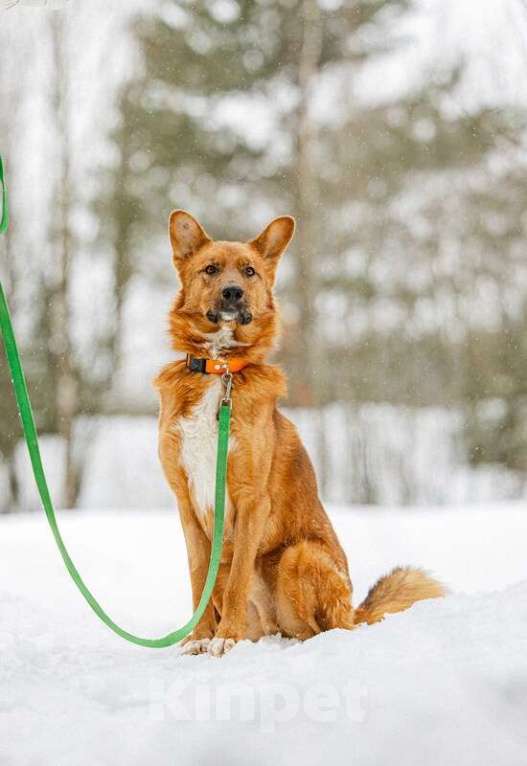 Собаки в Москве: Рыжий лис Расти в добрые руки Мальчик, Бесплатно - фото 5