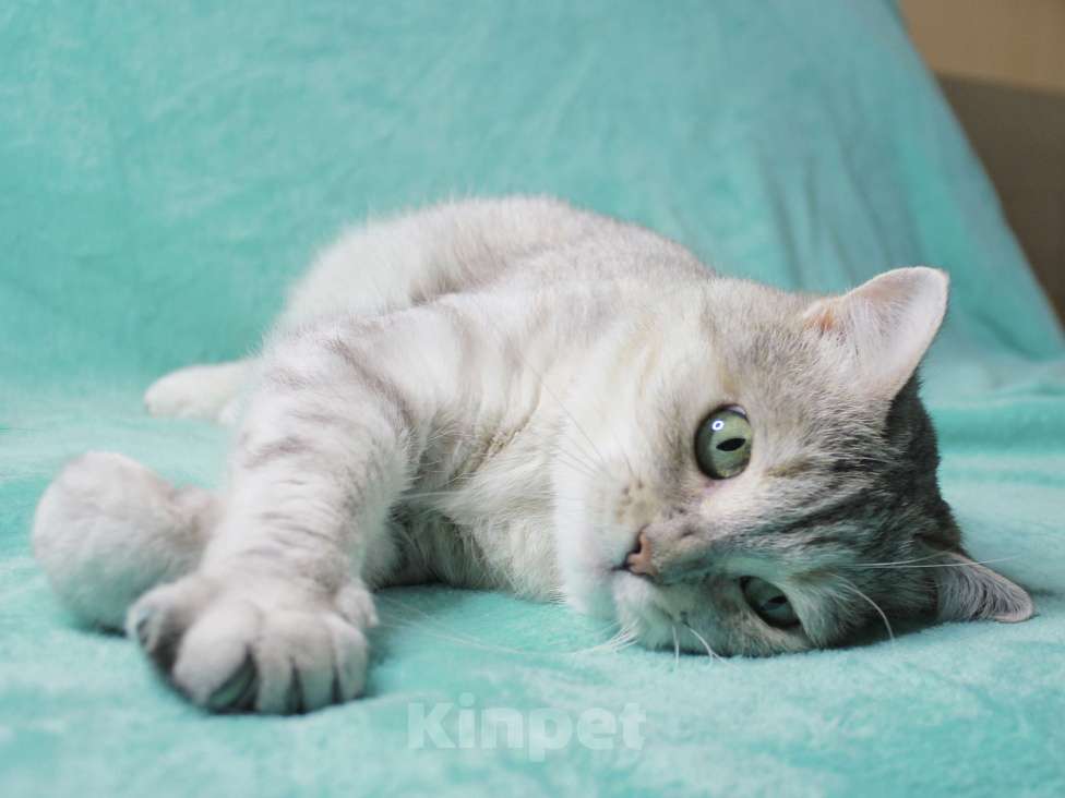 Кошки в Москве: Предали и выбросили! Девочка, Бесплатно - фото 4