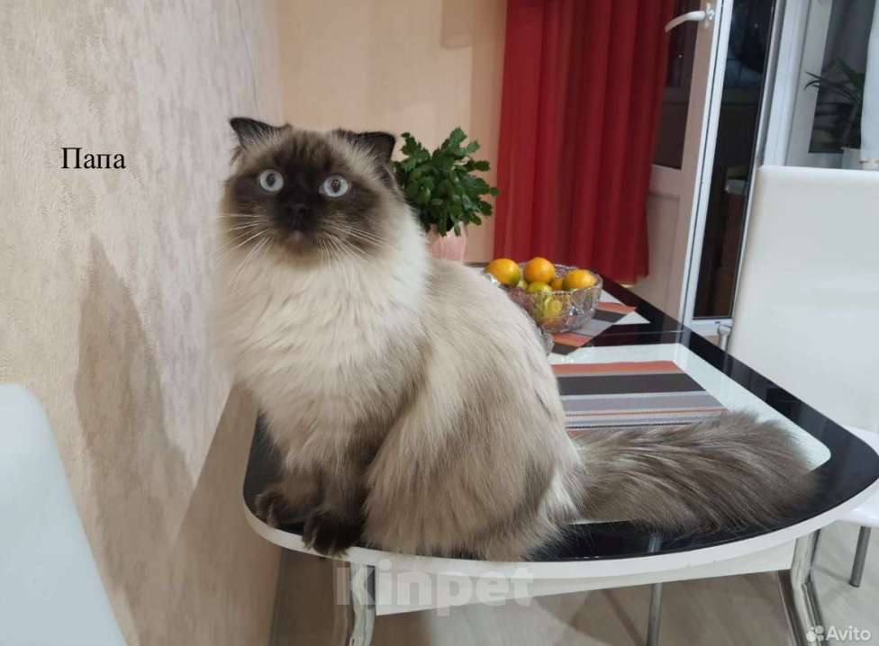 Кошки в Москве: Невские маскарадные котята Мальчик, 22 000 руб. - фото 6