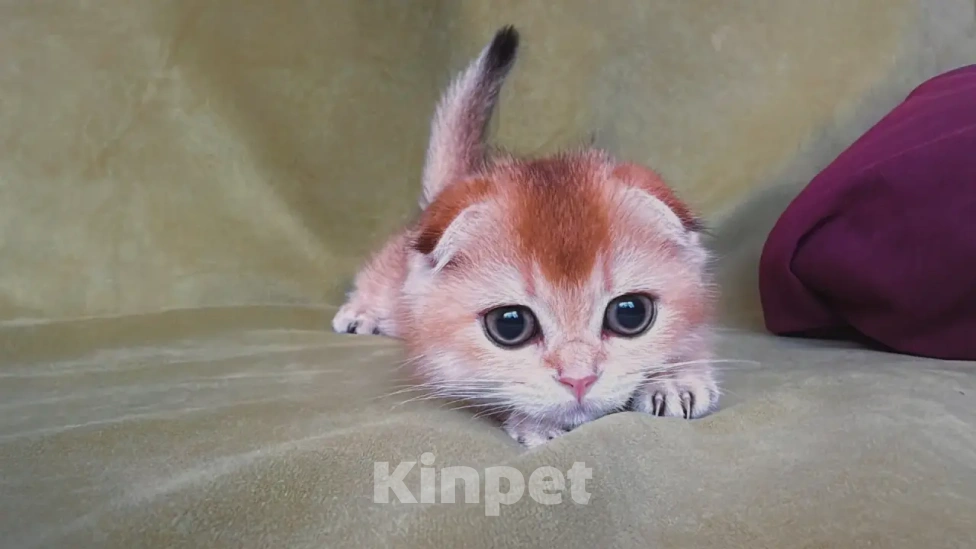 Кошки в Сочи: Шотландская кошечка Девочка, 45 000 руб. - фото 3
