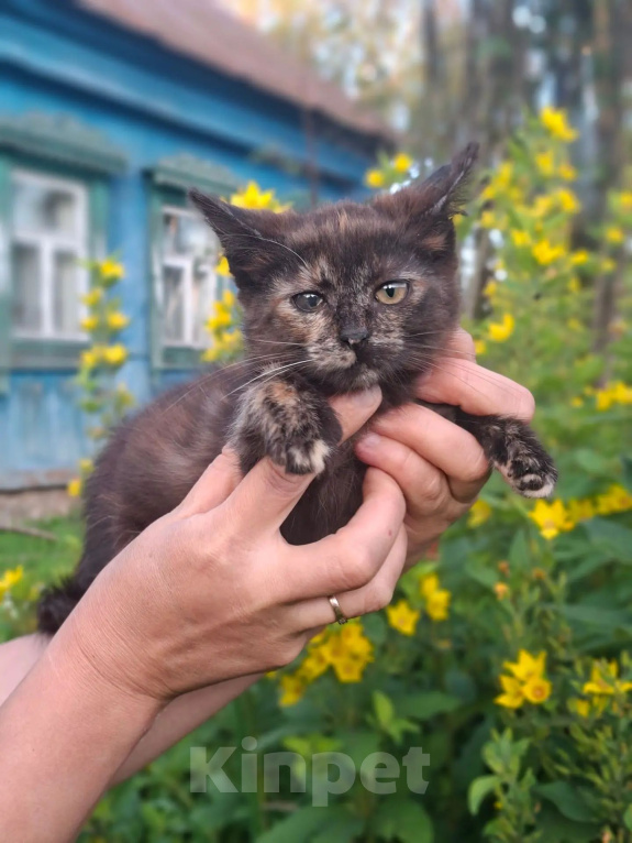 Кошки в Калуге: Котенок Девочка, Бесплатно - фото 1