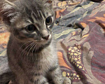 Кошки в Екатеринбурге: Маленькая кошка Милка ищет новый дом. Девочка, 1 руб. - фото 3