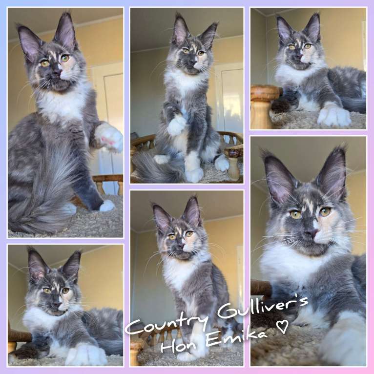 Кошки в Иваново: Котенок мейн кун.   Девочка, 45 000 руб. - фото 3