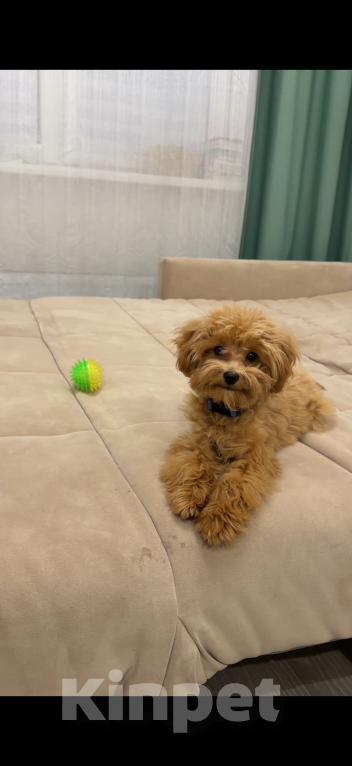 Собаки в Уфе: Мальтипу  Мальчик, 70 000 руб. - фото 1