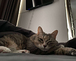 Кошки в Москве: Ласковая кошечка ищет новый дом Девочка, Бесплатно - фото 5