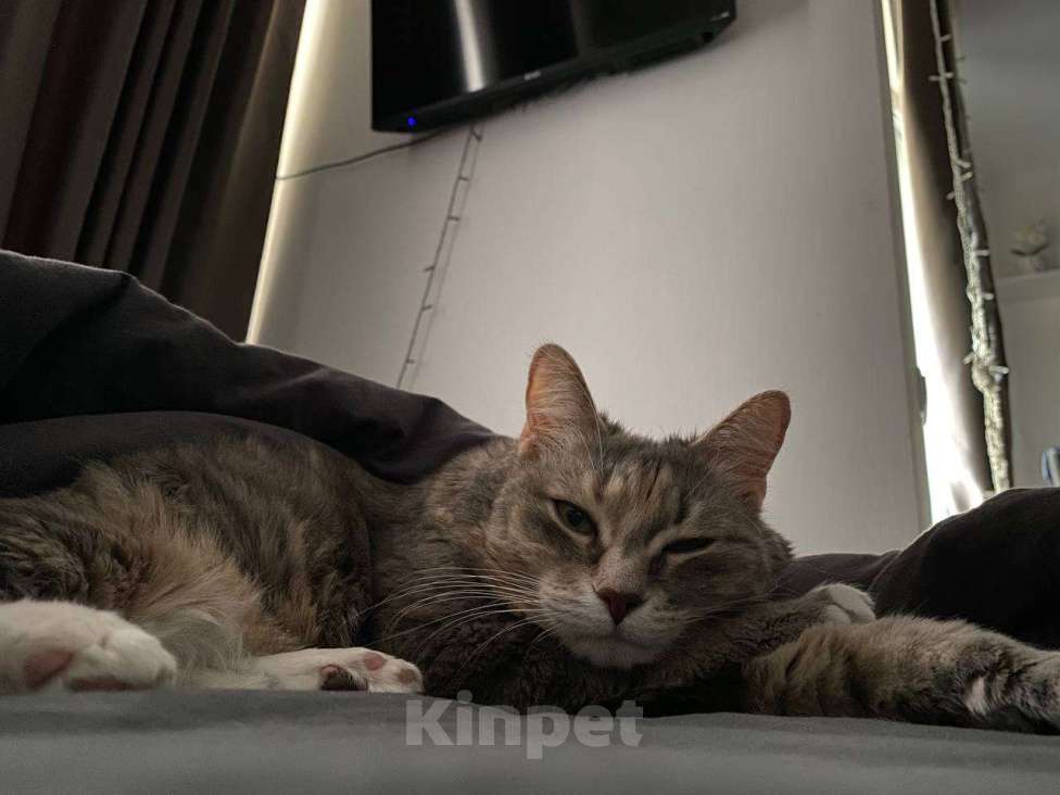 Кошки в Москве: Ласковая кошечка ищет новый дом Девочка, Бесплатно - фото 5