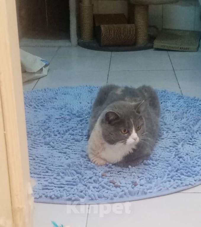 Кошки в Москве: Феня, 3 года, метис шотландской кошки, ищет дом. Москва Девочка, Бесплатно - фото 3