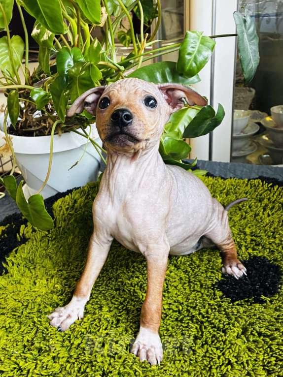 Собаки в Владимире: Щенки Американский голый терьер Девочка, 20 000 руб. - фото 4