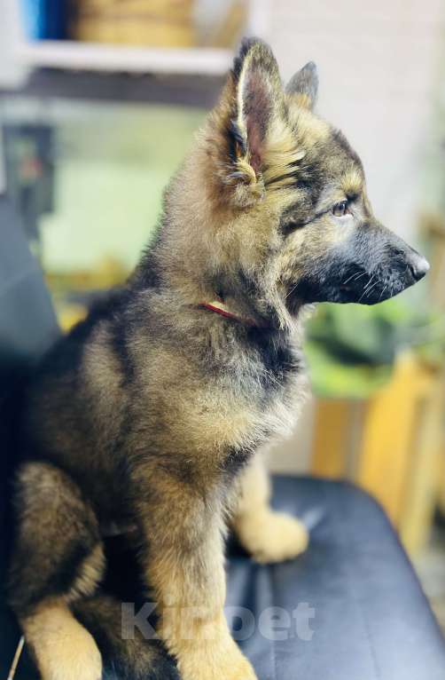 Собаки в Апрелевке: Супер щенки  Мальчик, Бесплатно - фото 2