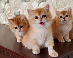 Кошки в Новосибирске:  очаровательные золотые  котята  Мальчик, Бесплатно - фото 1