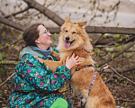 Собаки в Москве: Собака из приюта в добрые руки Мальчик, 99 руб. - фото 2