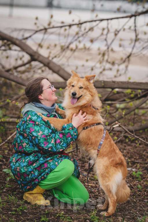Собаки в Москве: Собака из приюта в добрые руки Мальчик, 99 руб. - фото 2