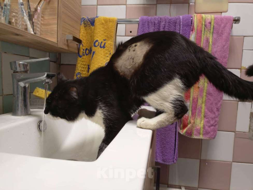 Кошки в Краснодаре: Потерялся кот ПОМОГИТЕ НАЙТИ  Мальчик, Бесплатно - фото 3