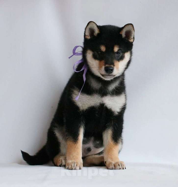 Собаки в других городах Тверской области: Ёкен Мальчик, 60 000 руб. - фото 3