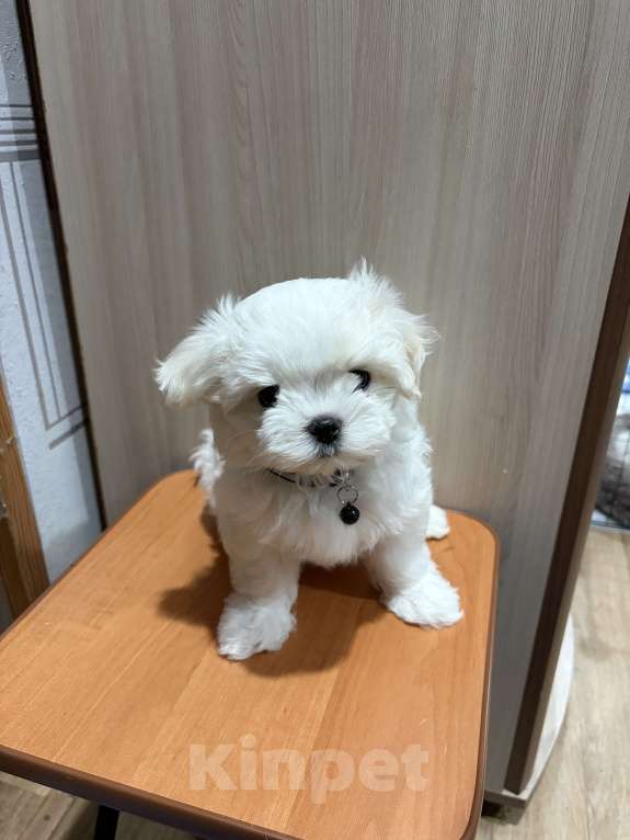 Собаки в Казани: Продам щенков Разнополые, 85 000 руб. - фото 1