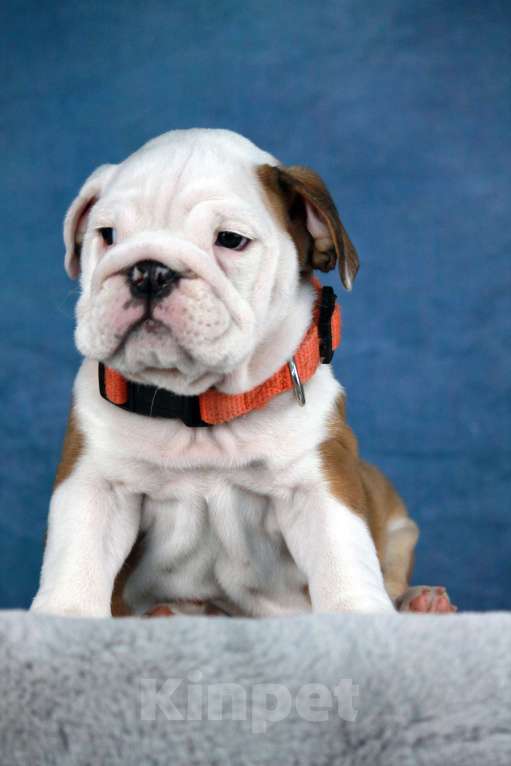 Собаки в Волгограде: РИСИВ ВИШФУЛ ЗЛАТОЗАР Мальчик, 85 000 руб. - фото 2