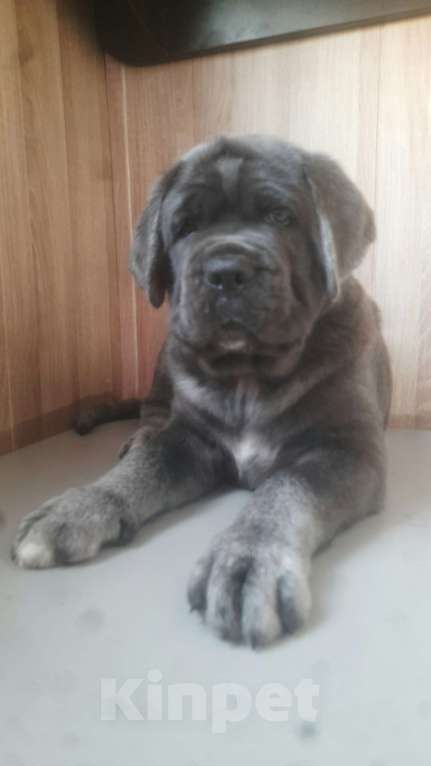 Собаки в Саратове: Кане-корсо Девочка, 70 000 руб. - фото 2