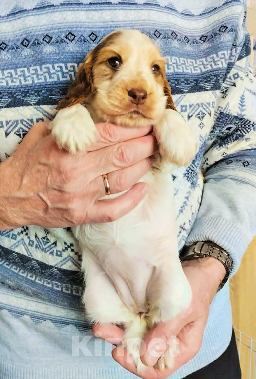 Собаки в Переславле-Залесском: Щенок английского кокера редкого окраса. Девочка, 40 000 руб. - фото 3