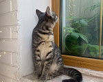 Кошки в Воронеже: Котенок срочно ищет дом Мальчик, Бесплатно - фото 6