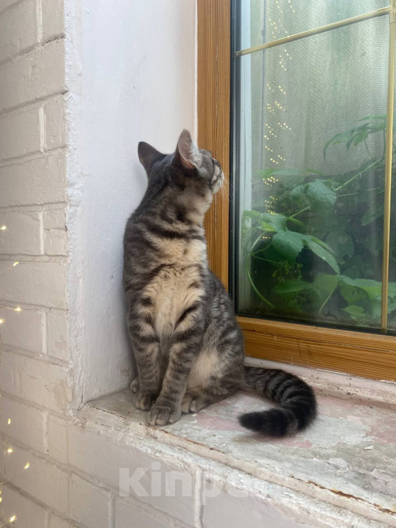 Кошки в Воронеже: Котенок срочно ищет дом Мальчик, Бесплатно - фото 6