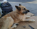 Собаки в Москве: Украли/Потерялся пёс Макс Мальчик, 5 000 руб. - фото 1