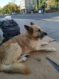 Объявление: Украли/Потерялся пёс Макс, 5 000 руб., Москва