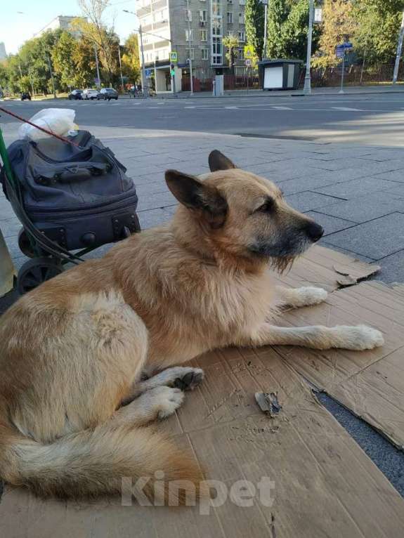 Собаки в Москве: Украли/Потерялся пёс Макс Мальчик, 5 000 руб. - фото 1