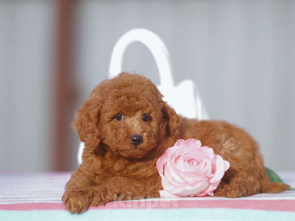 Собаки в Чехове: той пудель мальчик (red brown) Мальчик, 80 000 руб. - фото 2