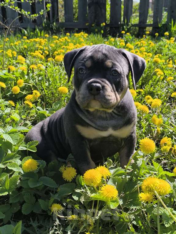 Собаки в Черногорске: Американский булли девочки  Девочка, 100 000 руб. - фото 2