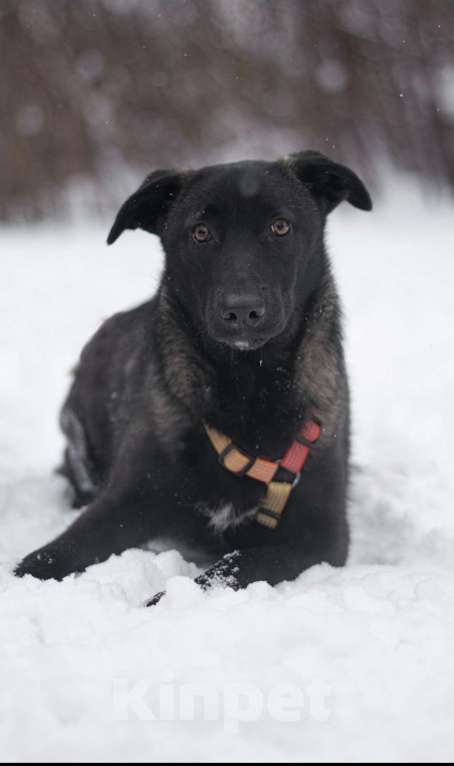 Собаки в Москве: Черри Девочка, Бесплатно - фото 2
