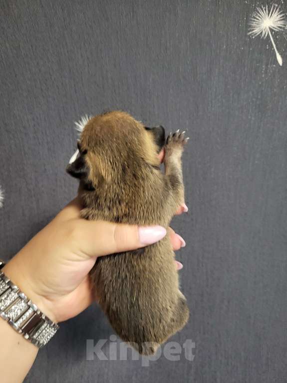 Собаки в Мур: Мальчик чихуахуа рожден 18.08.25 бронирование  Мальчик, 25 000 руб. - фото 2