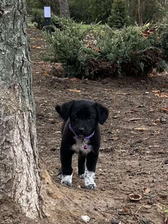 Собаки в Белом Калитве: Малышка в семью Девочка, Бесплатно - фото 1