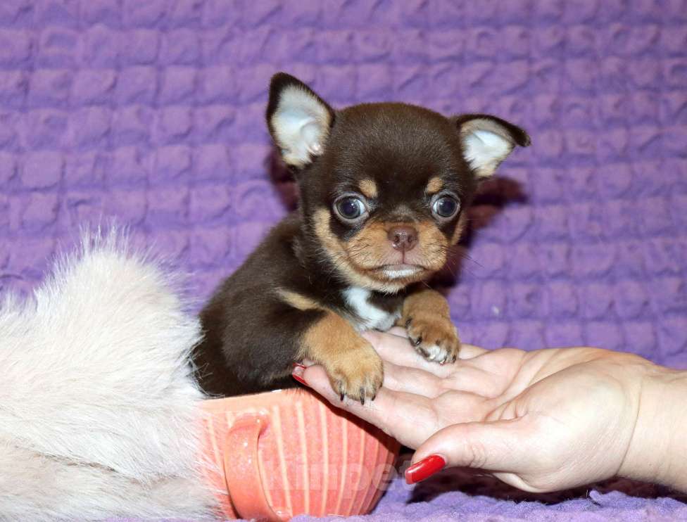 Собаки в Москве: Элитный мальчик чихуа Мальчик, 150 000 руб. - фото 2