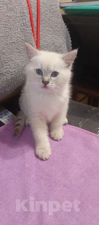 Кошки в Москве: Голубоглазый мальчик Мальчик, 5 000 руб. - фото 3