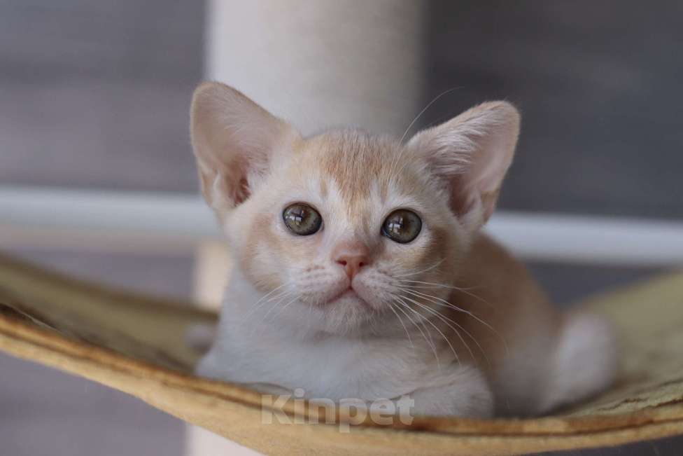 Кошки в Нижнем Новгороде: Бурманский котенок Мальчик, Бесплатно - фото 3