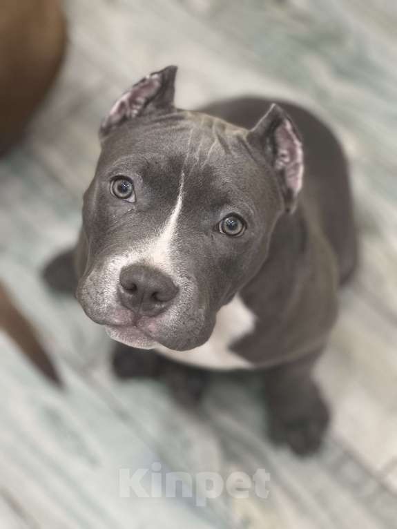 Собаки в Краснодаре: Щенок Американского булли Девочка, 180 000 руб. - фото 6