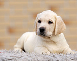 Собаки в других городах Московской области: Палевые щенки Лабрадора от Чемпиона Мира Девочка, 80 000 руб. - фото 3