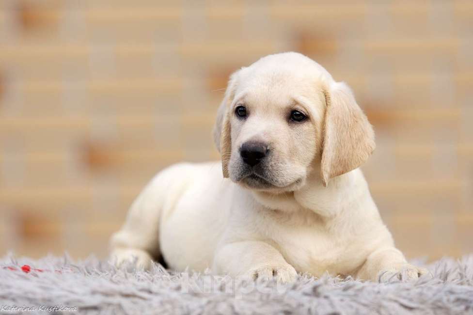 Собаки в других городах Московской области: Палевые щенки Лабрадора от Чемпиона Мира Девочка, 80 000 руб. - фото 3