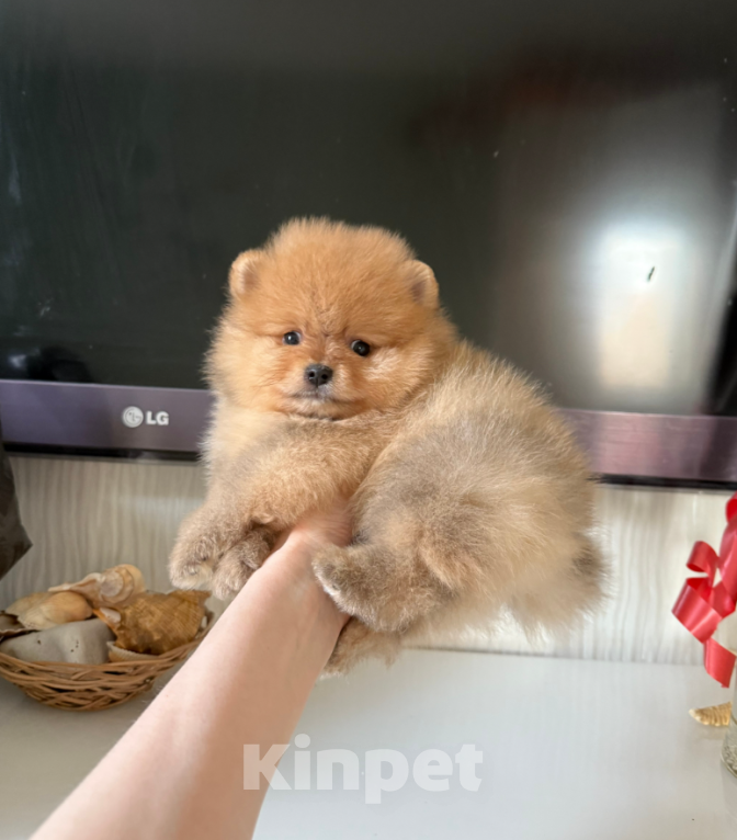 Собаки в Москве: Мальчик рыжий Мальчик, 25 000 руб. - фото 1