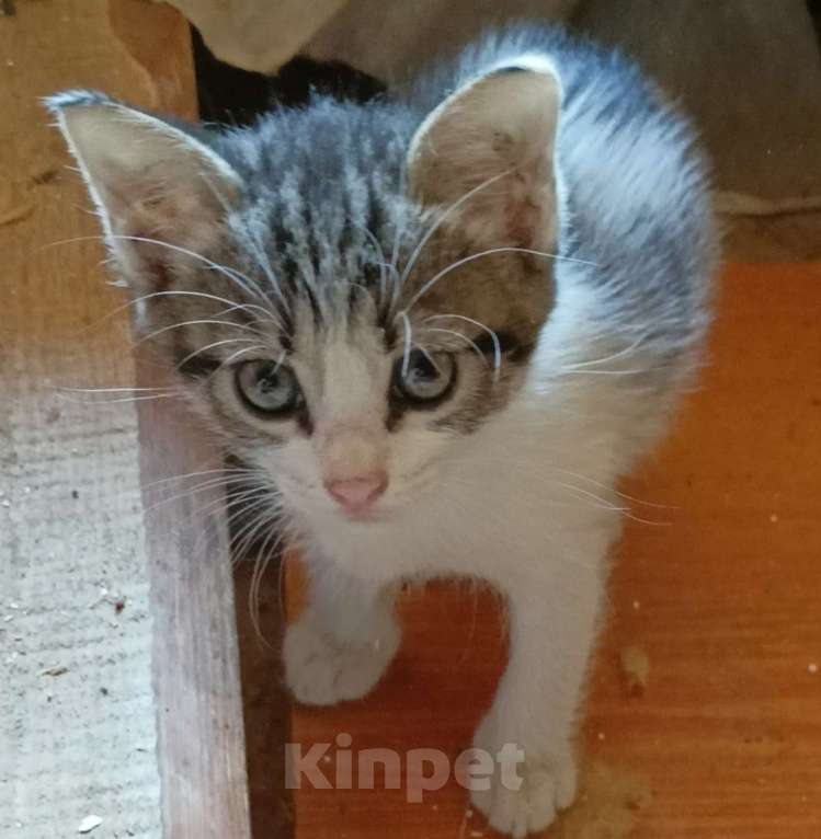 Кошки в Краснодаре: Белый с черными пятнышками Девочка, Бесплатно - фото 2