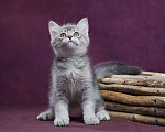 Кошки в Барнауле: Шотландский котик-страйт Юстас🤍 Мальчик, Бесплатно - фото 3