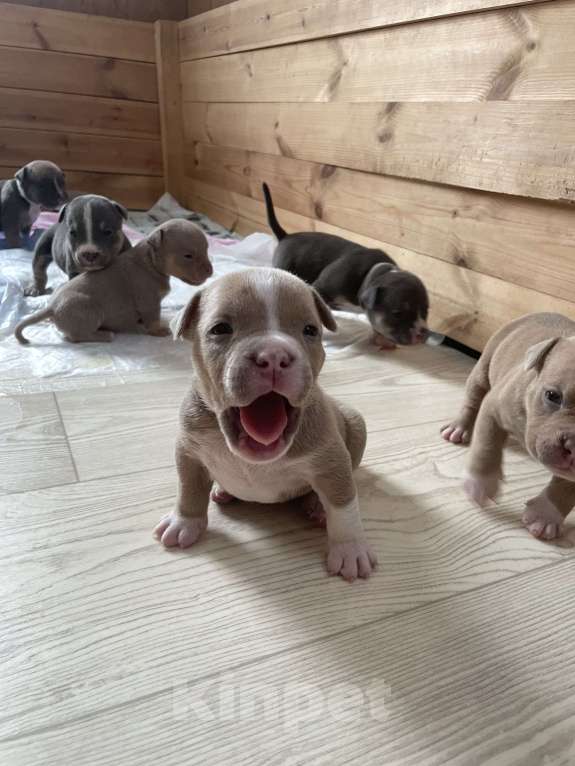 Собаки в Санкт-Петербурге: Щенок американского булии sm_bully Maffin Мальчик, 100 000 руб. - фото 2